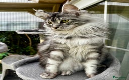 Maine Coon cats for sale: GCCF Registered Maine Coon Full of Affection  - Image 2