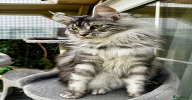 Maine Coon cats - Advert 11