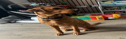Labrador Retriever dogs for sale: 2 Year old Female Labrador - Advert 2