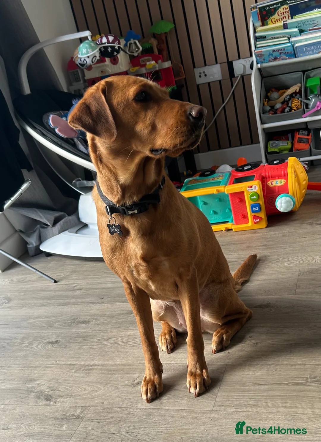 Labrador Retriever dogs for sale: 2 Year old Female Labrador - Advert 2