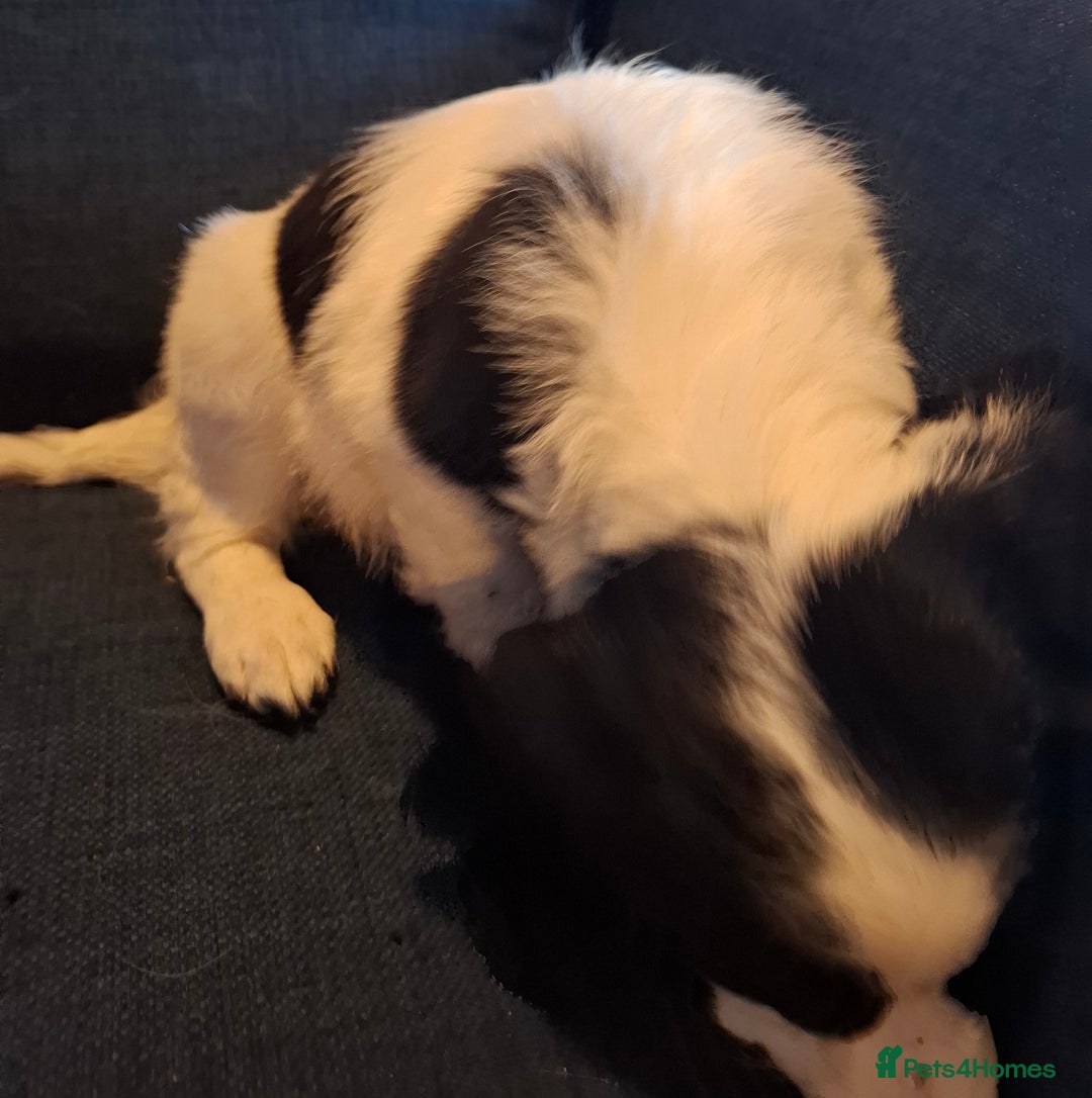 Cockapoo dogs for sale: Stunning F1B Toy Cockapoos Health Tested - Advert 12