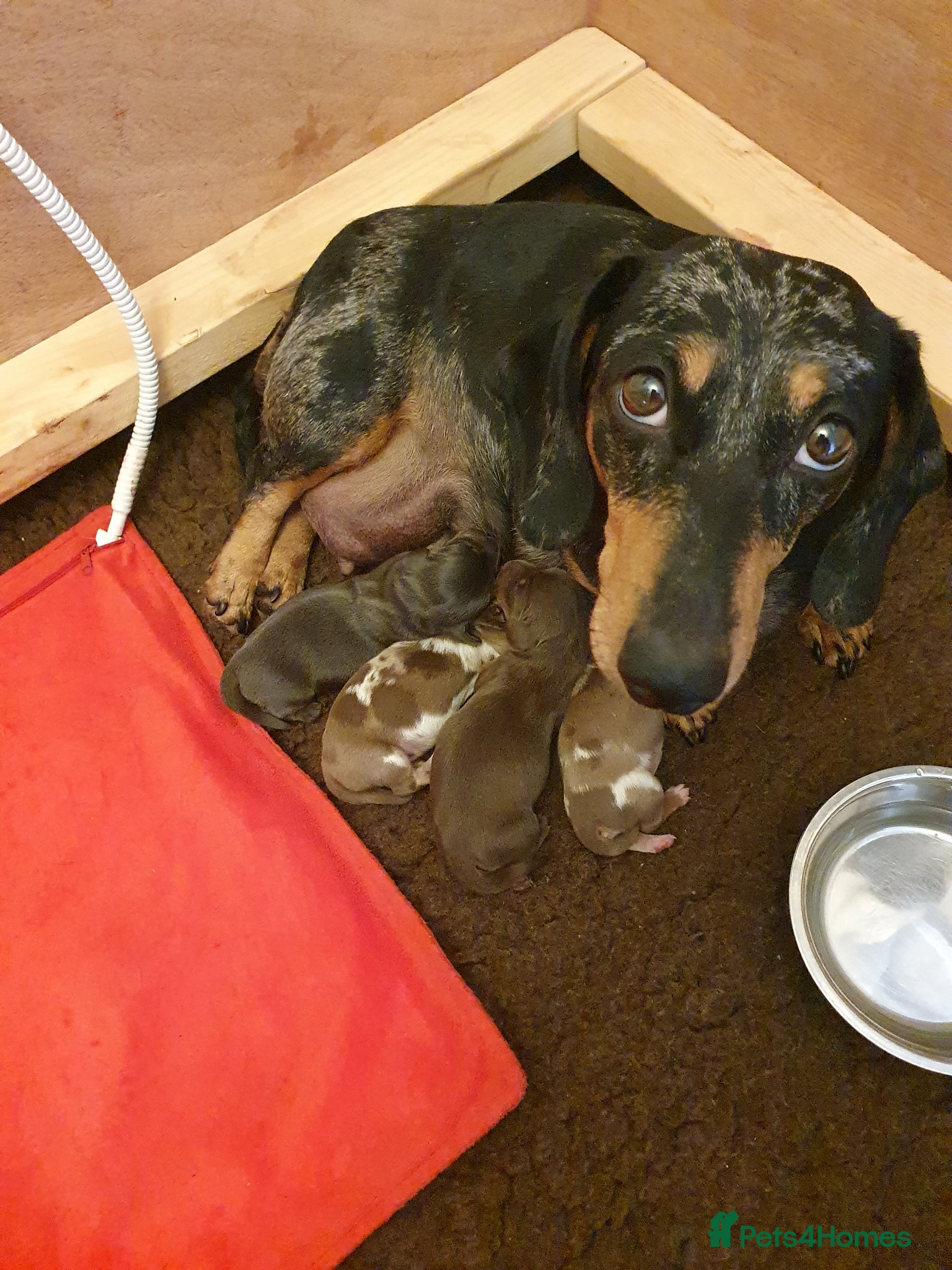 Dachshund dogs for sale: Miniature Dacshund  - Advert 1