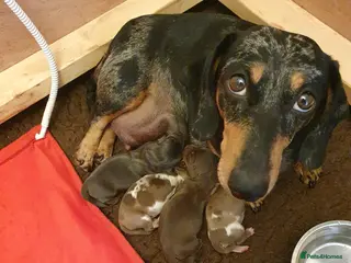Dachshund dogs Miniature Dacshund - Advert 5