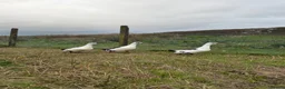Ducks poultry for sale: 6x Pure breed Magpie duck hatching eggs  in Isle of Gigha - Advert 3