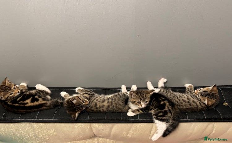 Bengal cats - Advert 1