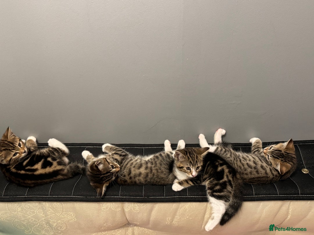 Bengal cats for sale: Two Bengal breeds - Image 1