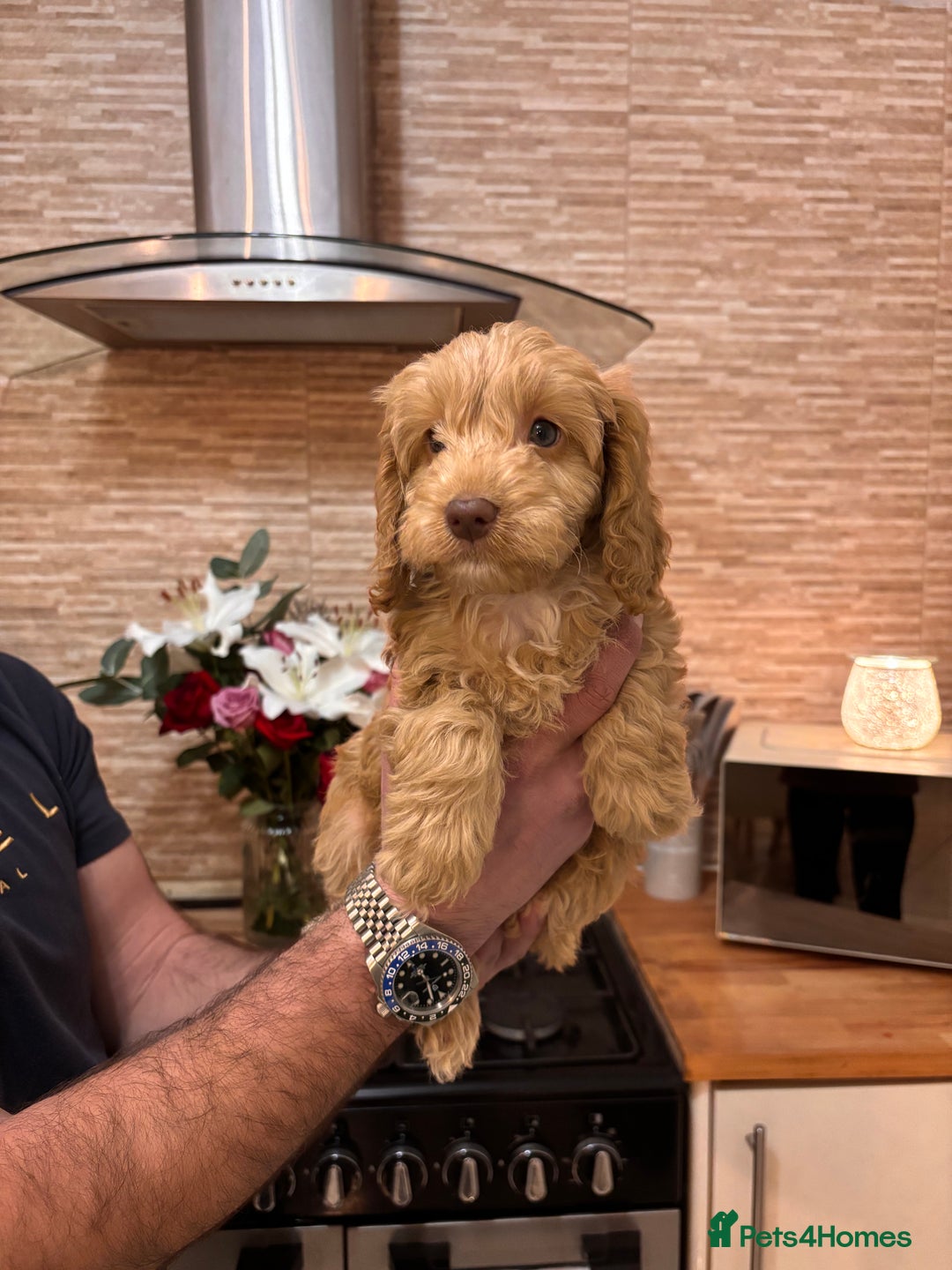 Cockapoo dogs for sale: 2 female cockapoos ready to leave. - Advert 3