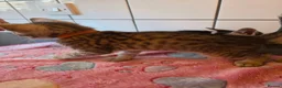 Bengal cats for sale: Bengal charcoal silver kittens from snow linx  - Advert 8