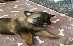 Shepsky dogs for sale: German Shepherd/Shepsky Puppies - Image 5