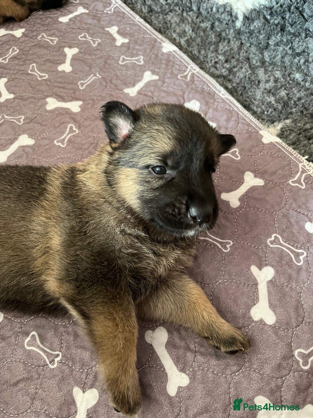 Shepsky dogs for sale: German Shepherd/Shepsky Puppies - Image 5