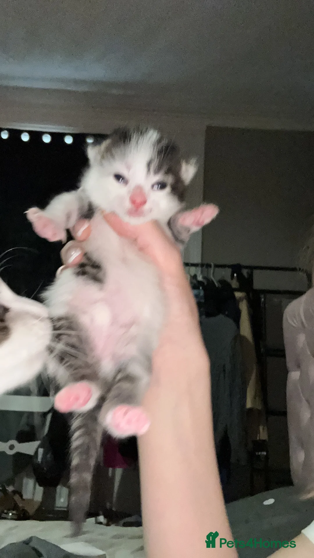 Mixed Breed cats for sale: One beautiful kitten - Advert 2