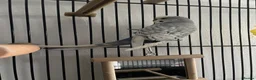 Budgerigars birds for sale: Mr Skye  in Warrington - Advert 3