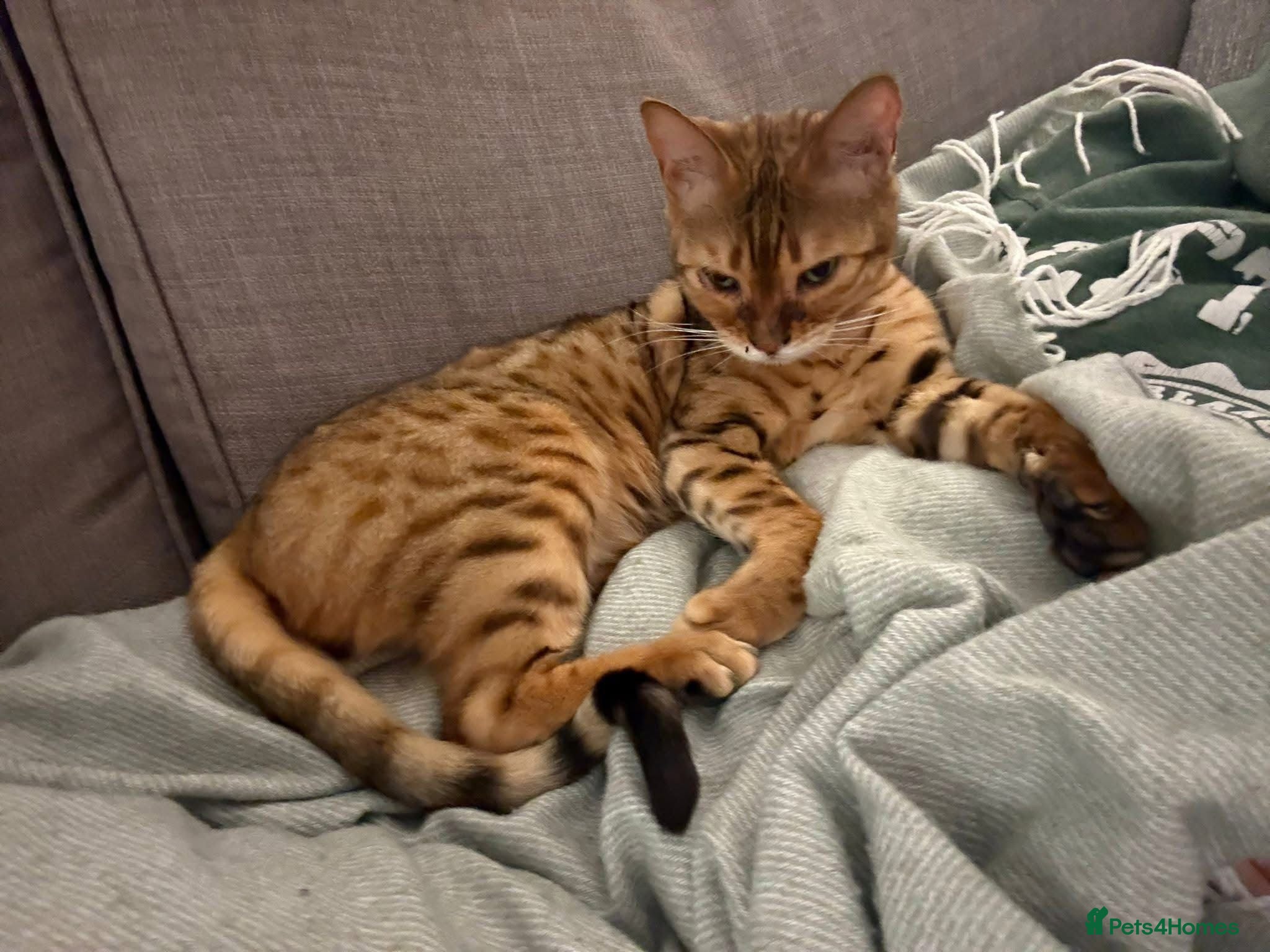 Mixed Breed cats ❤️🐱 ROSIE – A LITTLE BENGAL SHADOW - Advert 1
