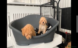 Poochon dogs for sale: Ready now, 1 boy and 1 girl Toy Poochon - Image 9