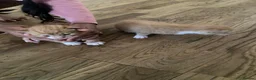 Domestic Shorthair cats for sale: Two Male Ginger Kittens  - Advert 3