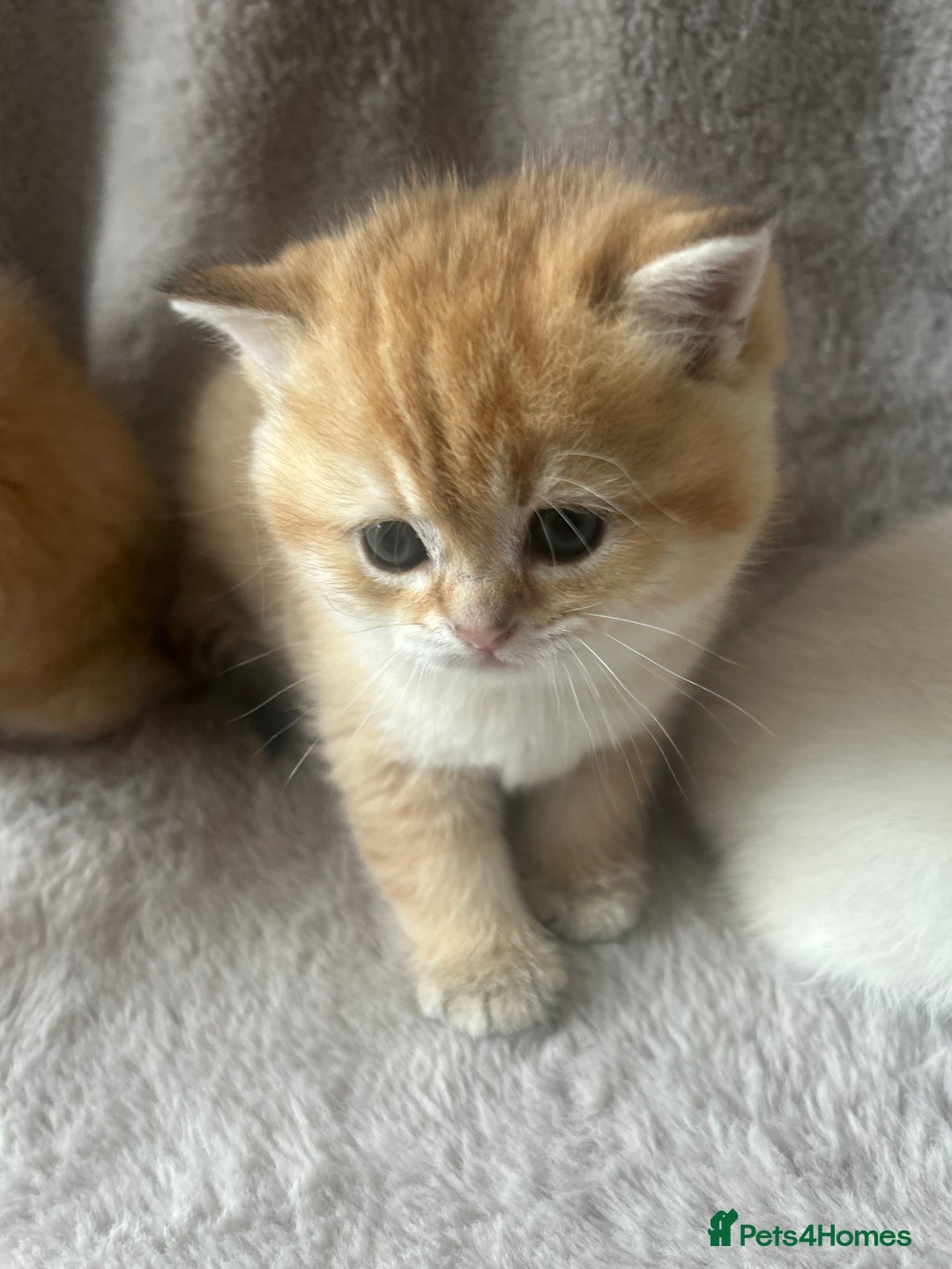 Scottish Fold cats for sale: Beautiful Gold Chinchilla babies  - Advert 17