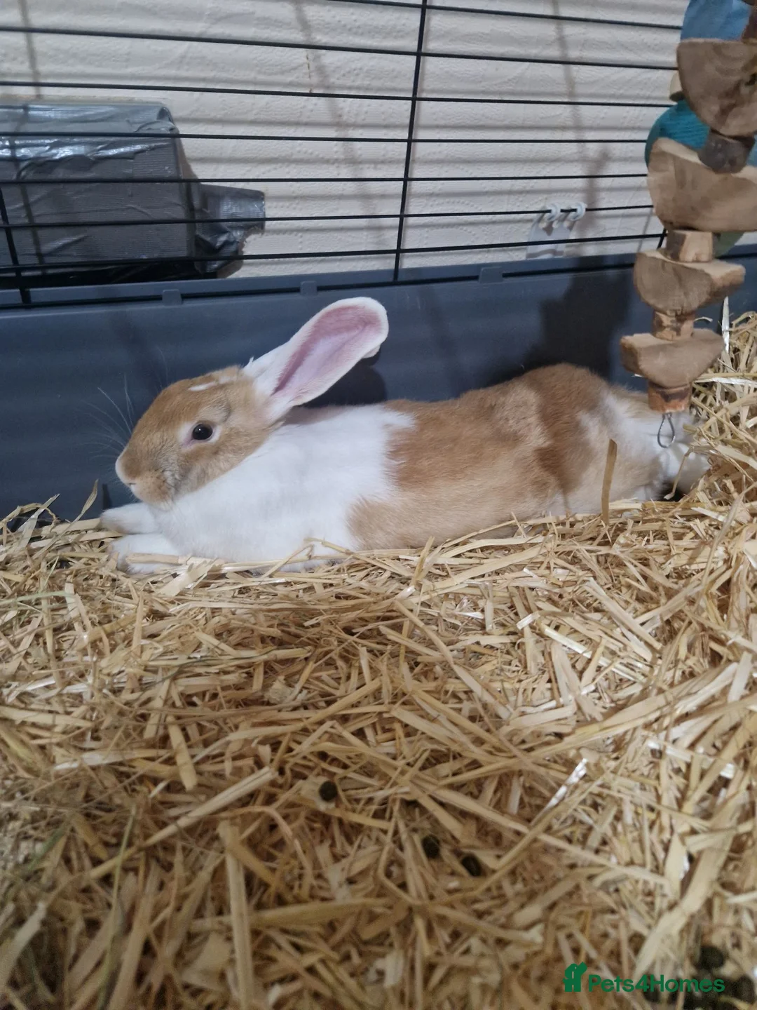 Mixed Breed rabbits for sale: Rabbits Brownies and Daisy - Advert 2