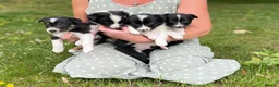 Border Collie dogs for sale: 5 Beautiful Border Collie Puppies  - Advert 27