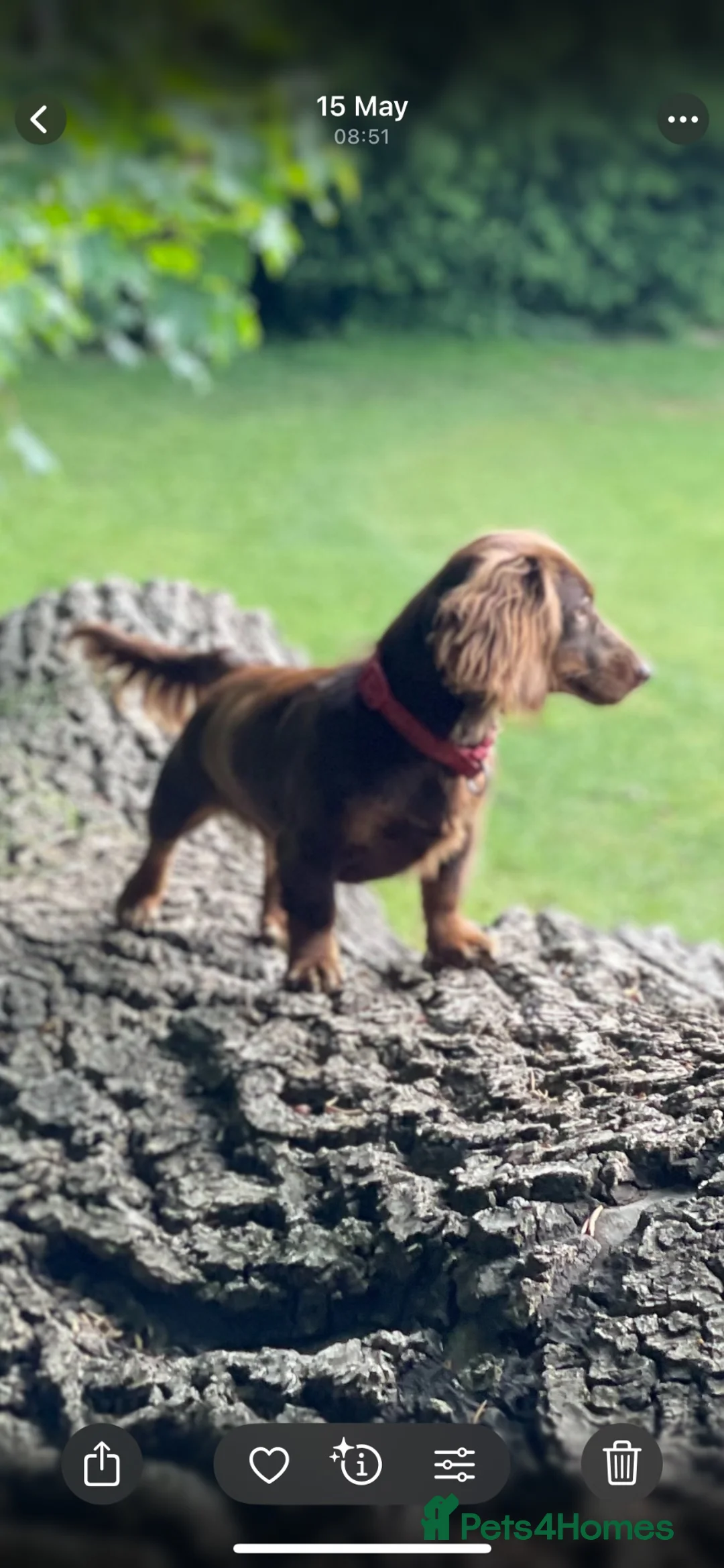 Miniature Dachshund dogs for sale: Miniature dachshund long haired  - Advert 1