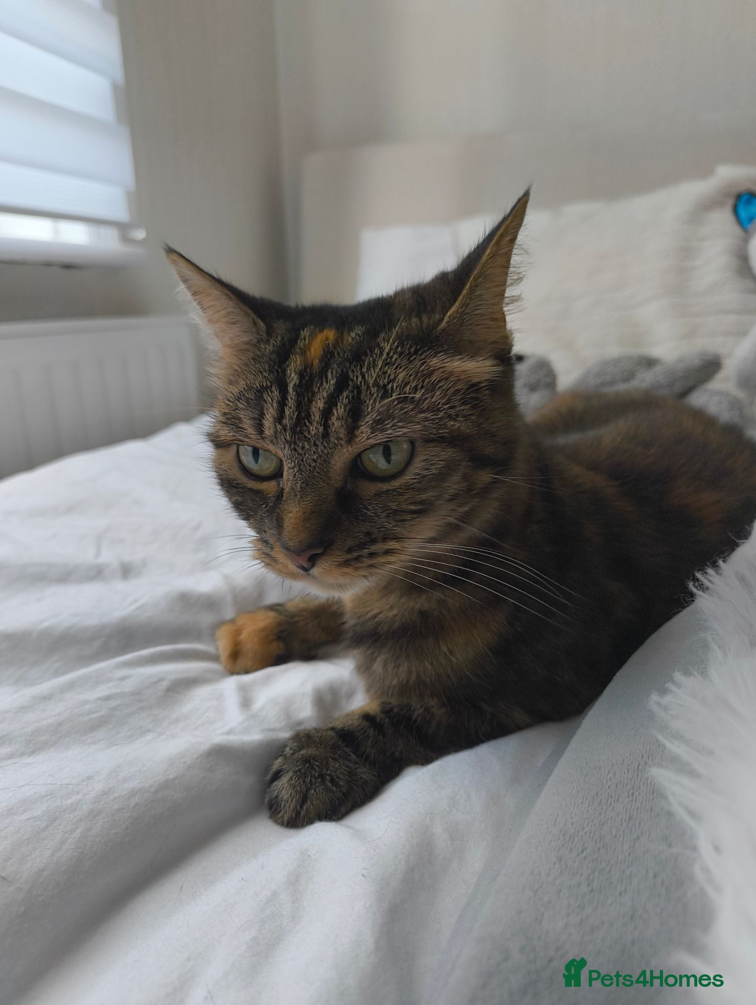 Mixed Breed cats 10 yo female cat looking for a new house  - Advert 2