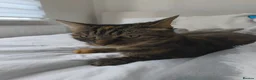 Mixed Breed cats for sale: 10 yo female cat looking for a new house  in Liversedge - Advert 1