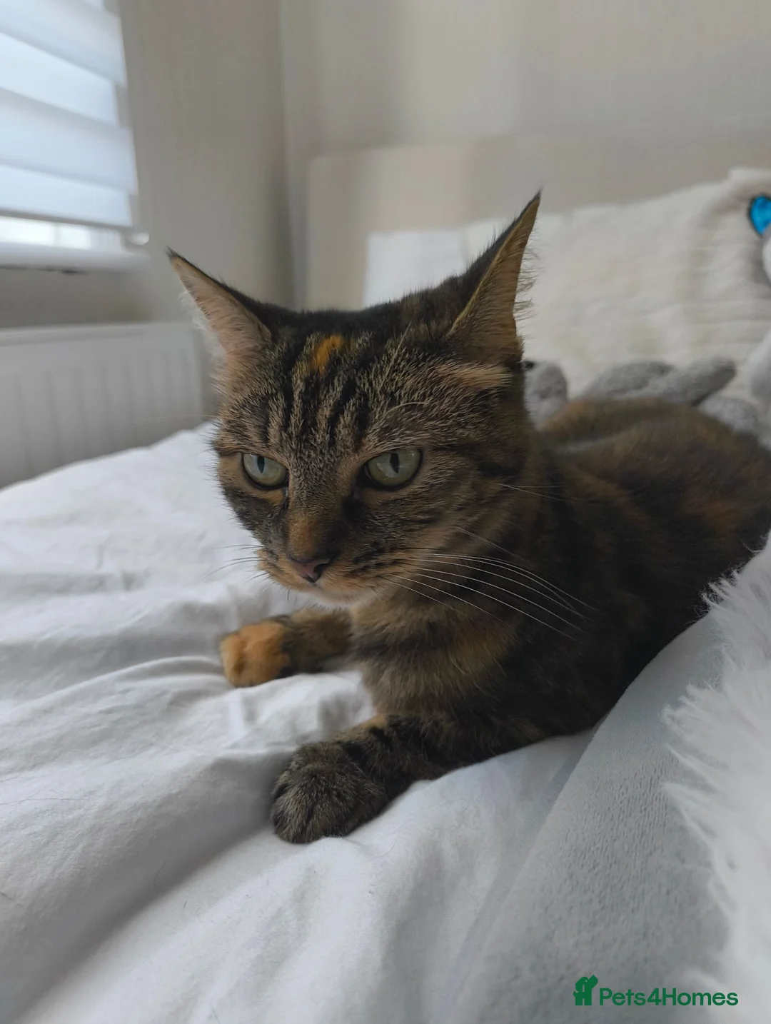 Mixed Breed cats for sale: 10 yo female cat looking for a new house  in Liversedge - Advert 1
