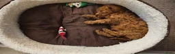 Cockapoo dogs for sale: F1b toy cockapoo Ready to leave  - Advert 15