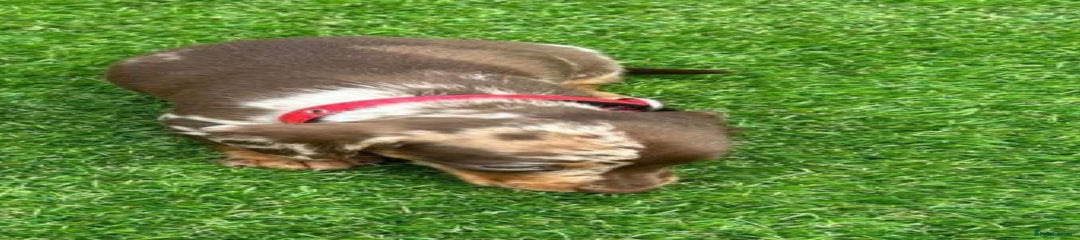 Miniature Dachshund Puppy 5