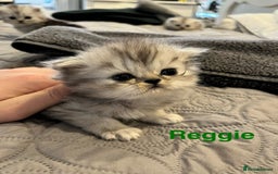 Persian cats for sale: Gorgeous litter of 6 PKD Negative Persian kittens - Image 4
