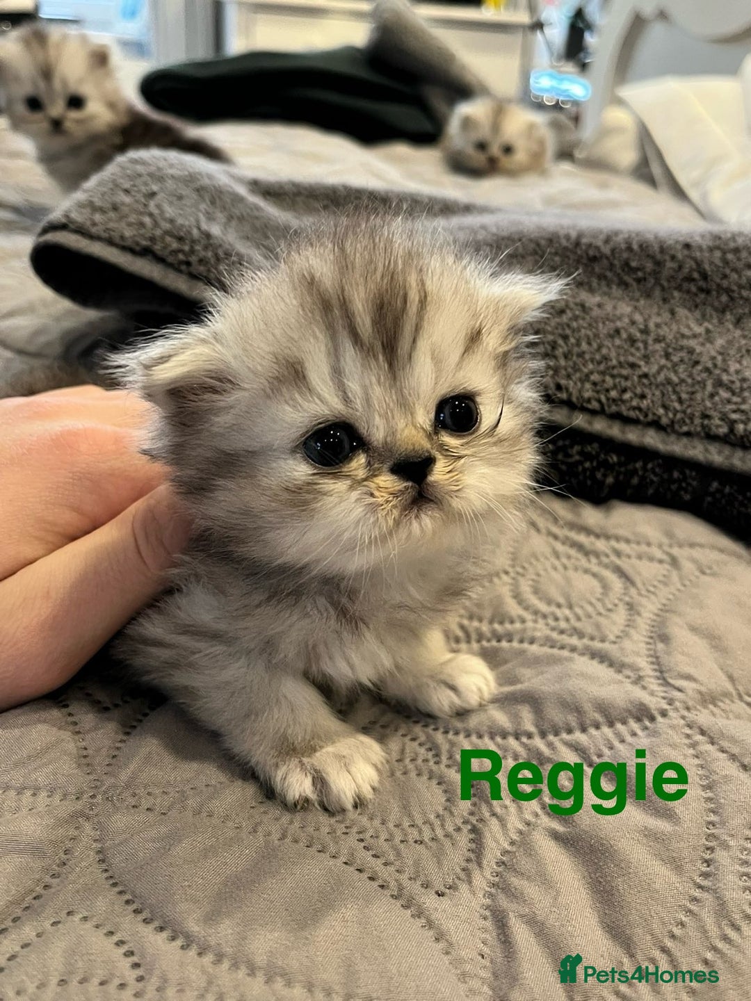 Persian cats for sale: Gorgeous litter of 6 PKD Negative Persian kittens - Image 4