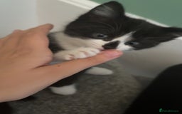 Mixed Breed cats for sale: 3 Beautiful Black and White Tuxedo Kittens  - Image 9