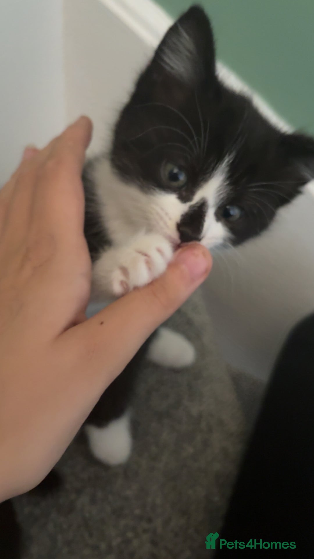 Mixed Breed cats for sale: 3 Beautiful Black and White Tuxedo Kittens  - Image 9