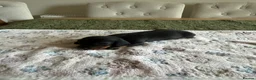 Dachshund dogs for sale: Standard kc Dachshund puppys  in Halifax - Advert 17