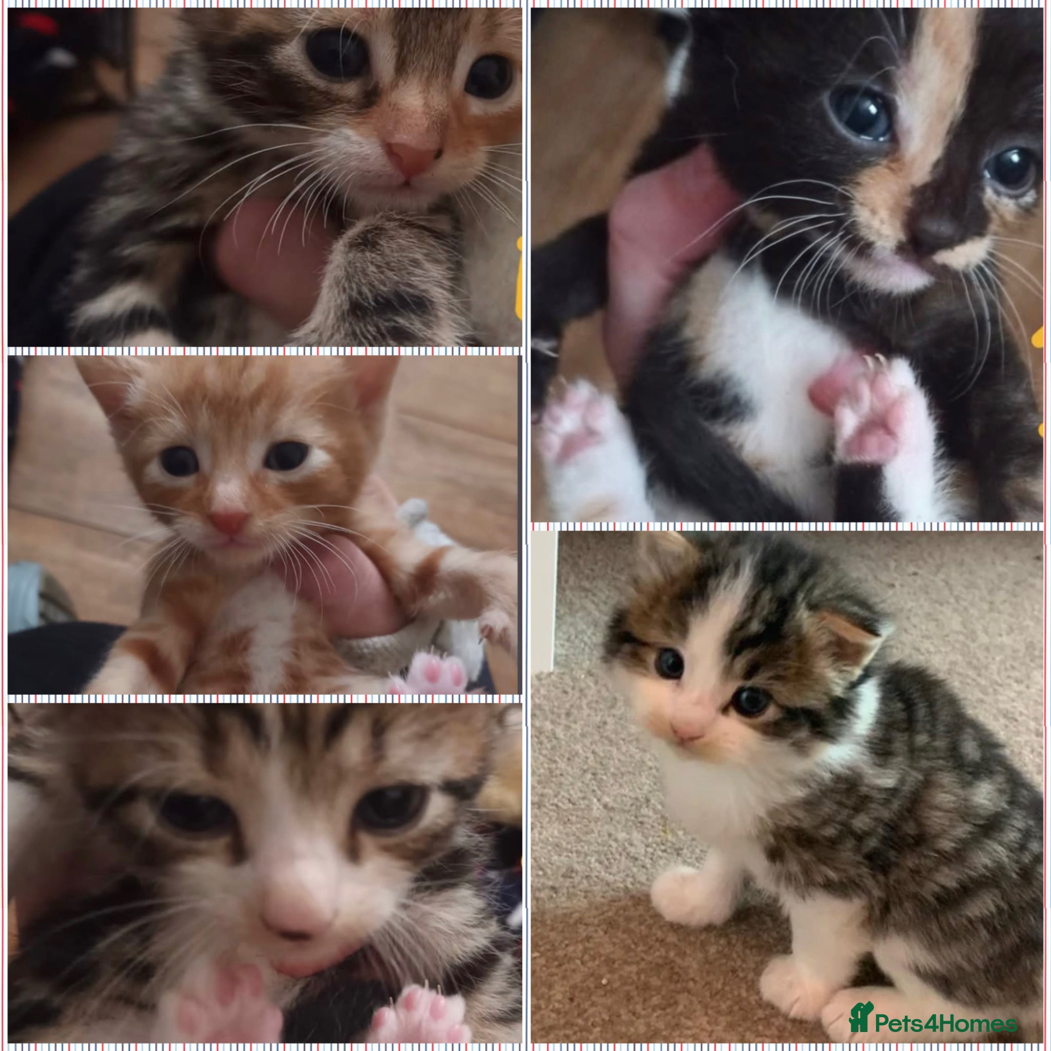 Mixed Breed cats Beautiful litter of kittens playful & friendly - Advert 2