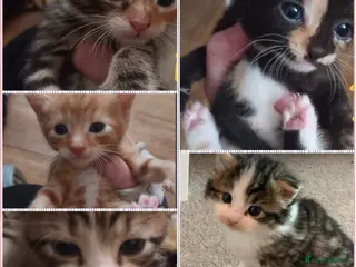 Mixed Breed cats Beautiful litter of kittens playful & friendly - Advert 2