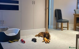 Dachshund dogs for sale: Dachshund for re-homing - Image 6