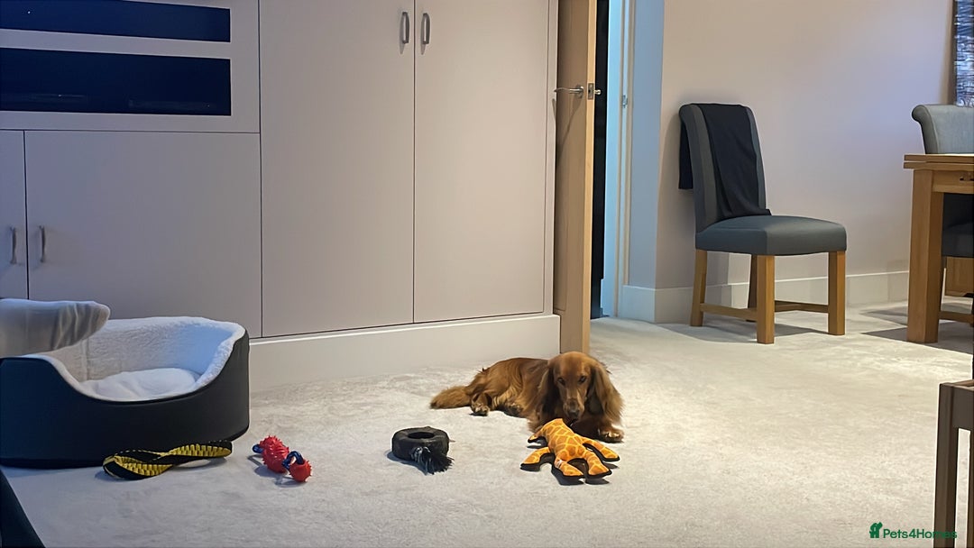 Dachshund dogs for sale: Dachshund for re-homing - Image 6
