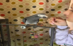 Parrots birds for sale: Timneh parrot male 20 years old  - Image 1