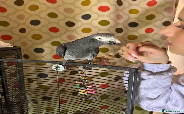 Parrots birds - Advert 3