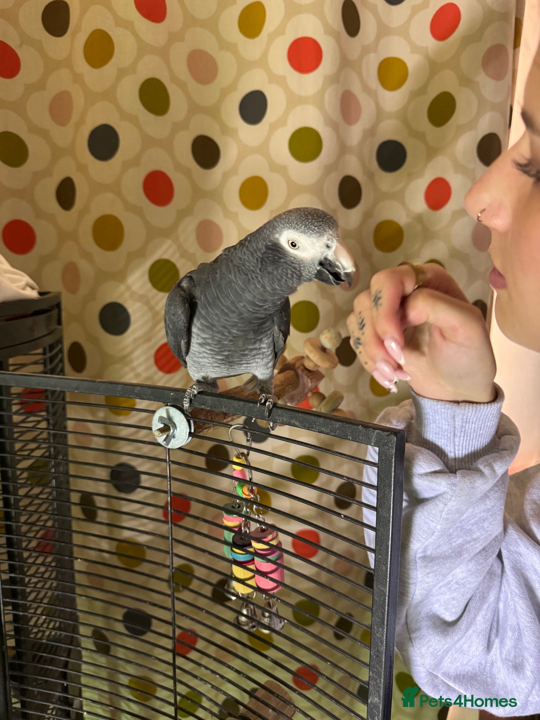 Parrots birds for sale: Timneh parrot male 20 years old  - Image 1