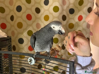 Parrots birds - Advert 12