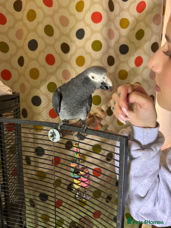 Parrots birds - Advert 11