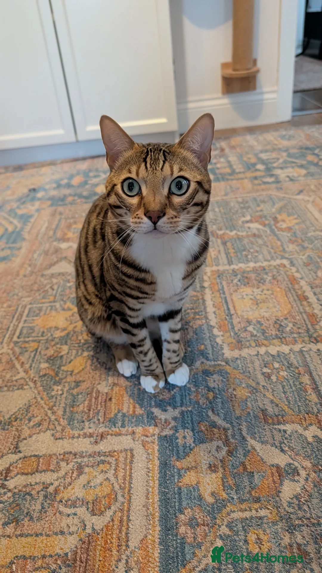 Bengal cats for sale: Adorable Bengal male for sale  - Advert 2