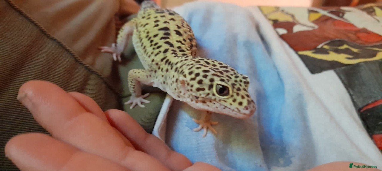 Gecko reptiles Leopard Gecko - Advert 1
