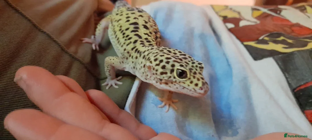 Gecko reptiles for sale: Leopard Gecko in Leamington Spa - Advert 1