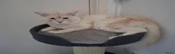 Maine Coon cats for stud: CREAM / RED SMOKE MAINECOON FOR STUD - Advert 1