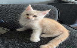 Maine Coon cats for sale: Maine coon and maine coon cross kittens ready.  - Image 3