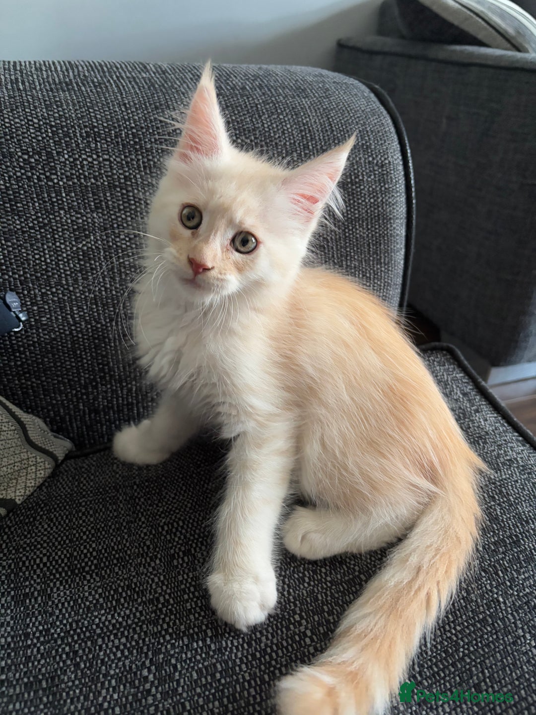 Maine Coon cats for sale: Maine coon and maine coon cross kittens ready.  - Image 3