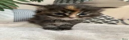 Maine Coon cats for sale: 5 x Stunning GCCF Registered Maine Coon Kittens - Advert 11