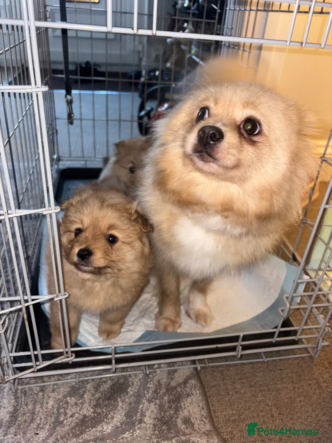 Pomeranian dogs for sale: Pomeranian  - Advert 7